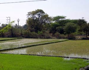 Выявлены гены, повышающие урожайность риса