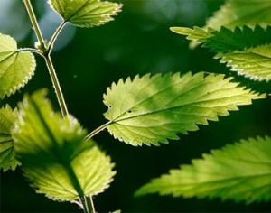 Фестиваль крапивы в Крапивне