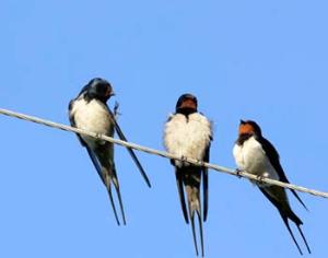  Итальянских архитекторов и строителей обязали заботиться о жилищных потребностях птиц