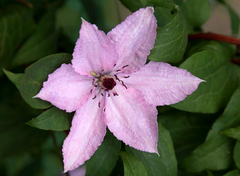 Клематис крупноцветковый, сорт Хегли Хайбрид