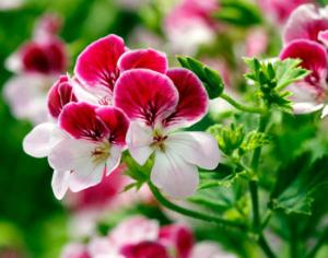 Первая специализированная выставка пеларгоний в Москве