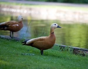 За вход на экофестиваль в Лужниках будут брать макулатурой
