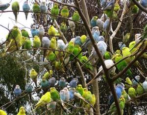 Тучи пьяных попугаев над Австралией