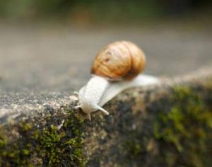 На Украине с улитками борются алкоголем