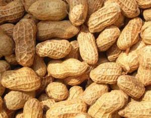 Найден арахис, на который нет аллергии