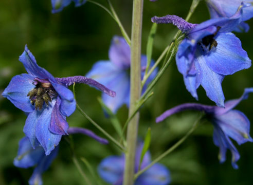 Дельфиниум культурный, Delphinium x cultorum