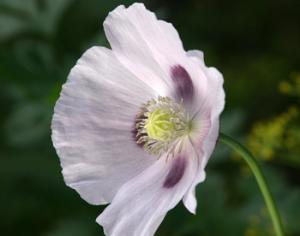 Британец вырастил у себя уникальные голубые маки