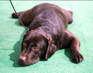Собак научили воевать с сорняками