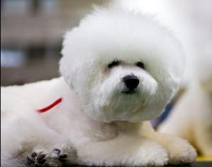 Роскошный курорт для животных открывается в парке Уолта Диснея