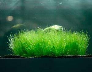 Toyota заправит авто водорослями