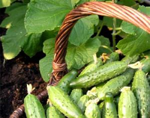 В Суздале объявлен огуречный конкурс