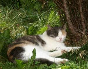 Домашние кошки способны регулировать собственное питание