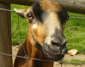 Коза выиграла конкурс красоты