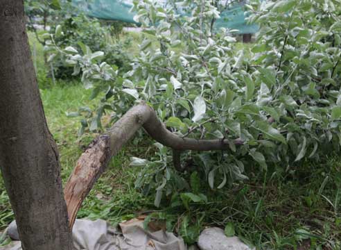 ветка яблони сломанная ураганом