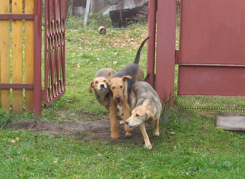 собаки в воротах на даче