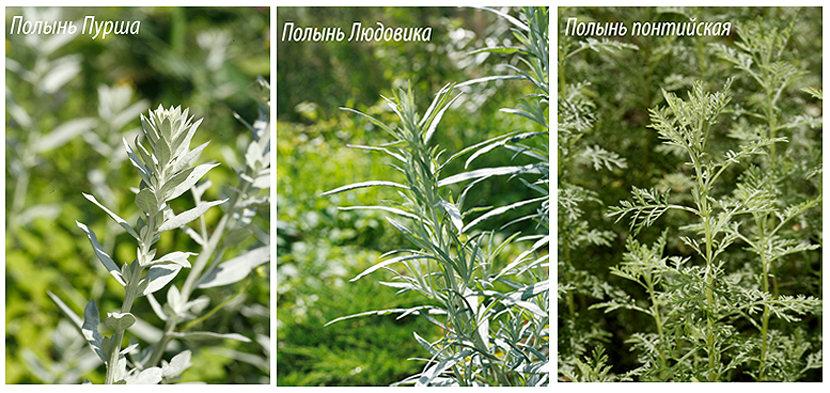 полынь для альфы читать полностью. чай для похудения против беременности. терпкий аромат полыни риз боуэн. полынь для альфы читать полностью. книга полынь.