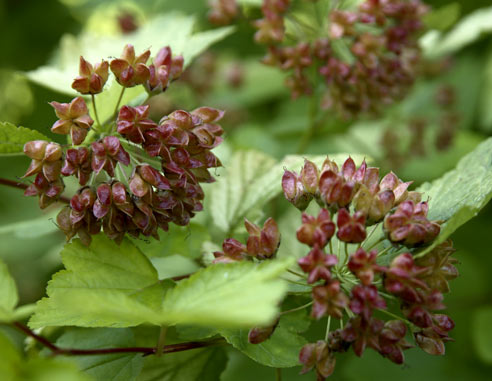 Пузыреплодник калинолистный, Physocarpus opulifolius