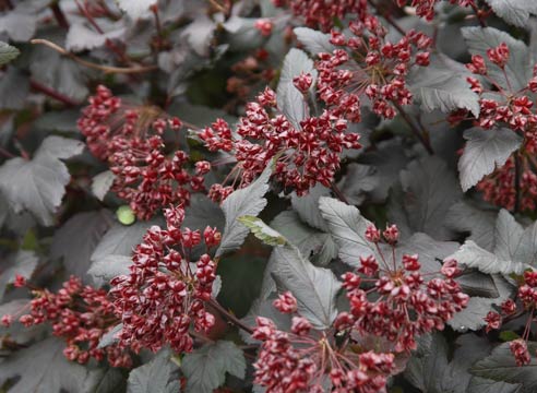 Пузыреплодник калинолистный, Physocarpus opulifolius