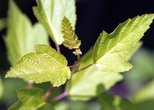 Пузыреплодник калинолистный, Physocarpus opulifolius