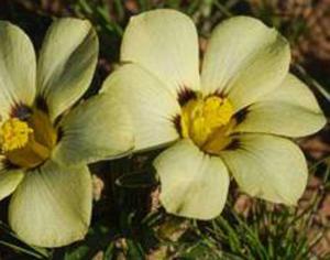 Растение назвали в честь вувузелы