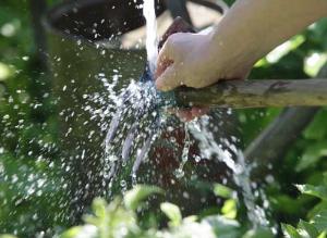 Как помочь растениям в жару