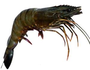 Креветки в эйфории