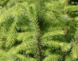 Елочные базары открываются