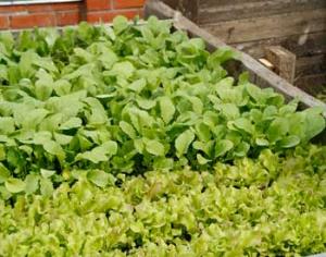 Крыши европейских городов становятся огородами