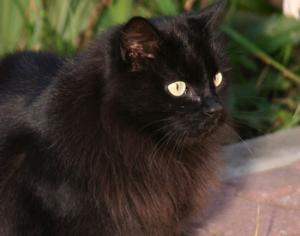 Аллергию на кошек скоро победят