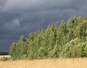 Ученые составили глобальную карту высоты лесов