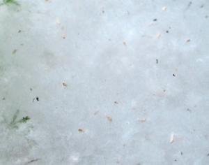 Большинство аллергиков обвиняют в болезни растения голословно