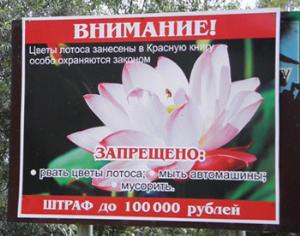 Лотосы в Приморье расцвели раньше, чем обычно