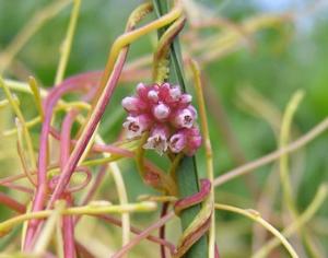 Орловскую область атакует растение-паразит