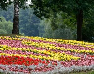 Латвия войдет в книгу Гиннесса с цветочным ковром