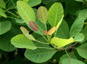 Скумпия обыкновенная