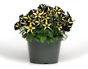 Петуния "Фантом" выиграла конкурс