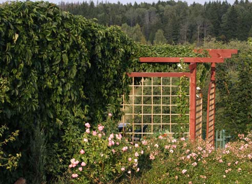 Девичий виноград, Parhenocissus