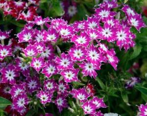 В Санкт-Петербурге открывается Парад Флоксов