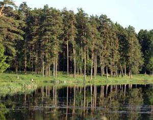 Россиян просят воздержаться от отдыха на природе