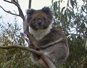 Австралийцы пожалели британцев