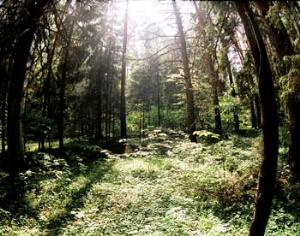 День лешего в  Дарвиновский музее 16 октября