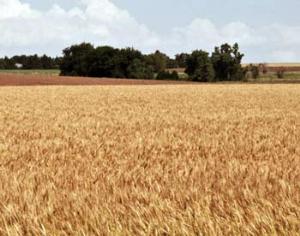 Немка открыла отель категории "миллион звезд" на пшеничном поле