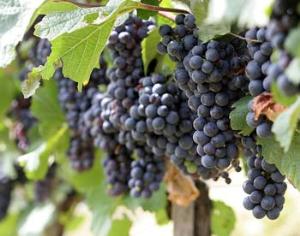 Пестициды провоцируют слабоумие