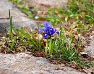 В дорожных ямах Екатеринбурга высадят цветы