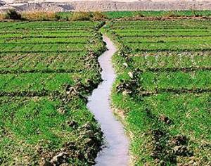 Подмосковные торфяники обводнят