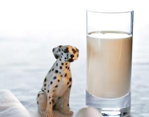 В Польше появилась первая автоматическая корова