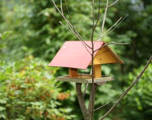 Грязные кормушки убивают птиц 