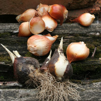 Что сажать осенью? Цветы луковичные и не только