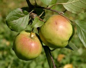 Ученые установили предка наших яблонь