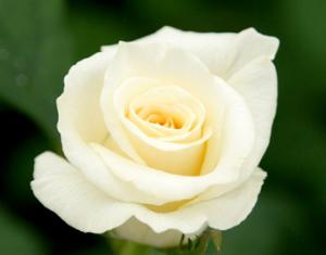 Съедобный сорт роз из Эквадора